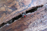 Black Widow Spider Crystal Curve Eyebrow Rook Bar Ring 16g (1.2mm) Piercing